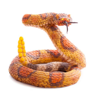 0611 Snake TN