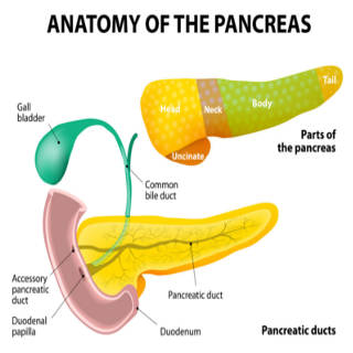 1023   Pancreas TN