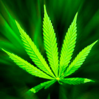 1002 Marijuana TN